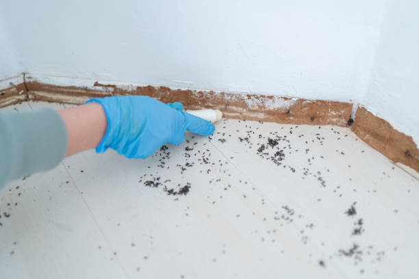 Best Rat Extermination Near Me  in Helena, AL